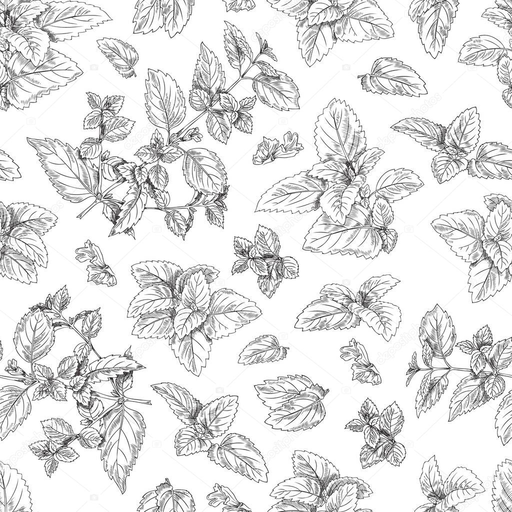 Melissa leaves and branches hand drawn seamless pattern, sketch vector illustration on white background. Peppermint or lemon balm herbs. Outline plants. Herbal tea and alternative medicine concepts.