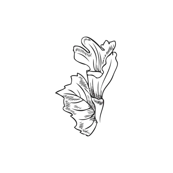 带有叶子的梅丽莎或柠檬香脂草本植物 素描载体图解分离于白色背景 具有雕刻纹理的薄荷植物 手绘植物学元件 — 图库矢量图片