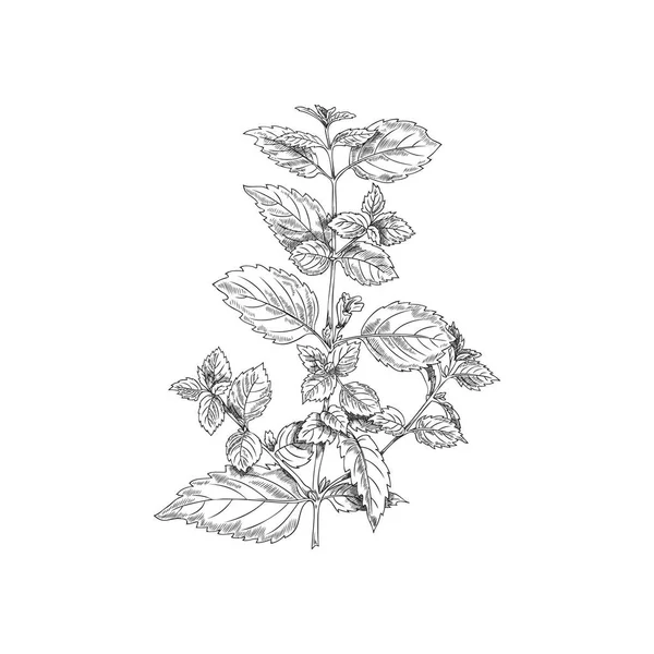 メリッサブッシュ 植物ベクトルイラスト 手描き 白い背景に 植物のスケッチ メリッサの枝 モノクロのスケッチ 概要図 メリッサブッシュ — ストックベクタ