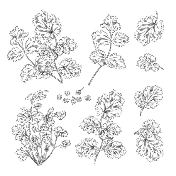 人工绘制的山楂叶 枝条和种子 白色背景上孤立的平面矢量图解 一套香菜或中国香菜的香料 有雕刻品的外行草药 — 图库矢量图片