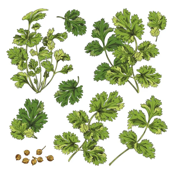 Набор Зеленых Ветвей Листья Кориандра Ботаническая Векторная Иллюстрация Ручная Работа — стоковый вектор