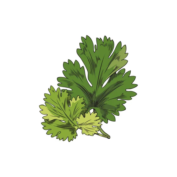 緑のコリアンダーの葉 植物ベクトルのイラスト 手描き 白い背景に描かれています 植物のスケッチ コリアンダーの葉 緑の色のスケッチ 外形図面 コリアンダー緑の葉 — ストックベクタ
