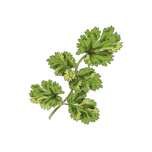 Rama Hierbas Aromáticas Cilantro Ramita Con Hojas Ilustración Vectorial Color — Vector de stock