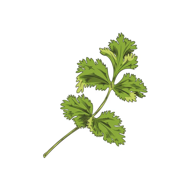 Bush Verde Ramita Cilantro Ilustración Vectores Botánicos Dibujado Mano Sobre — Archivo Imágenes Vectoriales