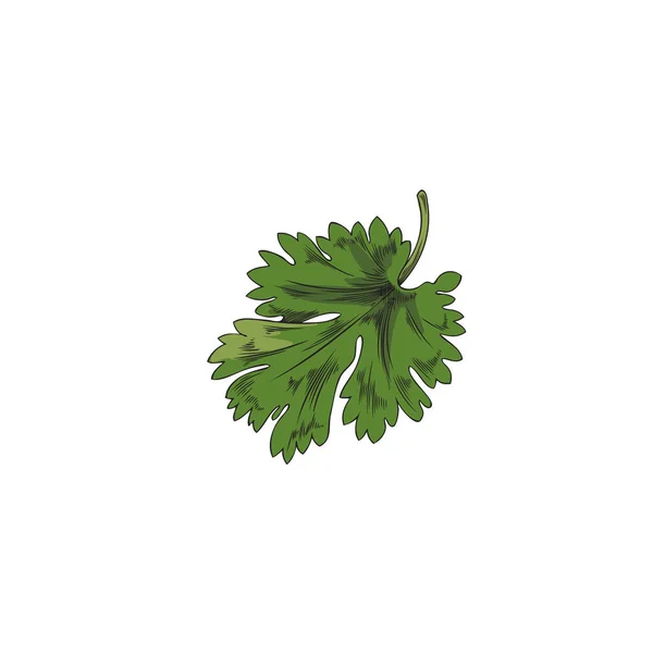 手描きのコリアンダーやパセリの緑の葉 白い背景に隔離されたスケッチベクトルイラスト 調味料や調理のための芳香族ハーブ 彫刻とチラントロ植物 — ストックベクタ
