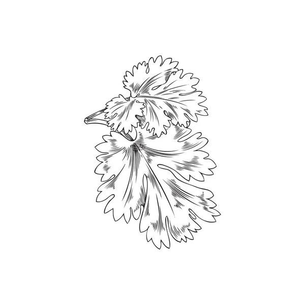 Listy Koriandru Aromatické Rostliny Kreslit Ručně Kreslené Monochromatické Vektorové Ilustrace — Stockový vektor