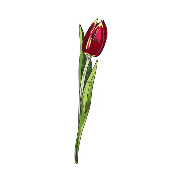 Tulpenblume Mit Grünen Blättern Stiel Handgezeichnete Skizzenvektorillustration Isoliert Auf Weißem — Stockvektor
