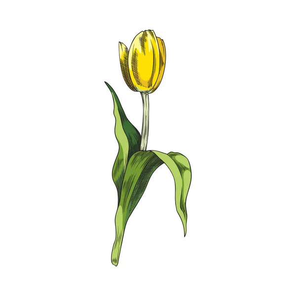 Κίτρινη Τουλίπα Ανθίζοντας Άνοιξη Φυτό Ζωγραφισμένα Στο Χέρι Σκίτσο Στυλ — Διανυσματικό Αρχείο
