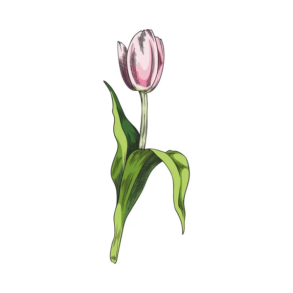 Lindo Tulipán Rosa Dibujado Mano Estilo Boceto Ilustración Vectorial Aislada — Archivo Imágenes Vectoriales