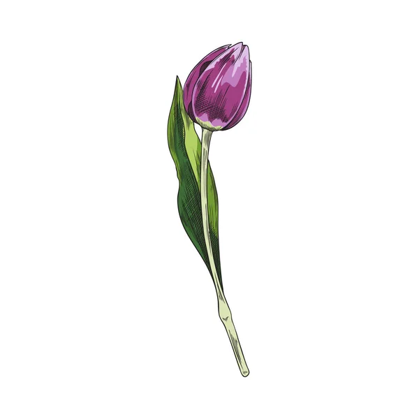 Bourgeon Tulipe Violet Dessiné Main Sur Tige Avec Feuille Style — Image vectorielle