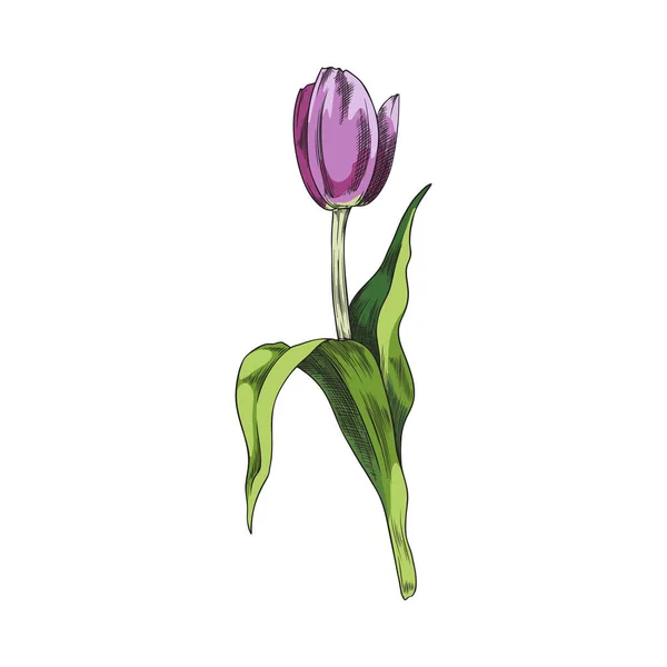 Tulipe Vintage Avec Tête Pourpre Fleurie Dessin Main Illustration Vectorielle — Image vectorielle