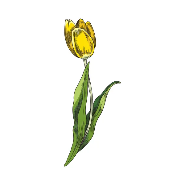 Bellissimo Tulipano Giallo Stile Schizzo Disegnato Mano Illustrazione Vettoriale Isolata — Vettoriale Stock