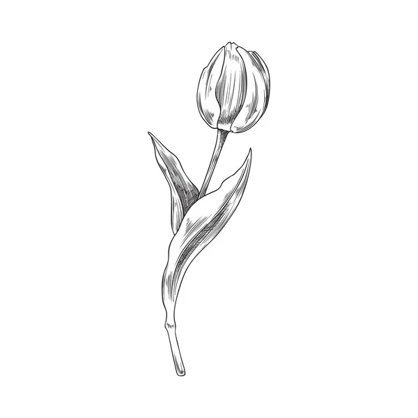 Vacker Tulpan Blomma Med Blommande Huvud Och Blad Skiss Vektor — Stock vektor