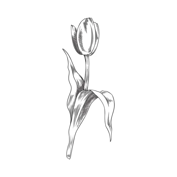 Elegante Flor Primavera Tulipán Ilustración Vectorial Dibujada Mano Aislada Sobre — Vector de stock