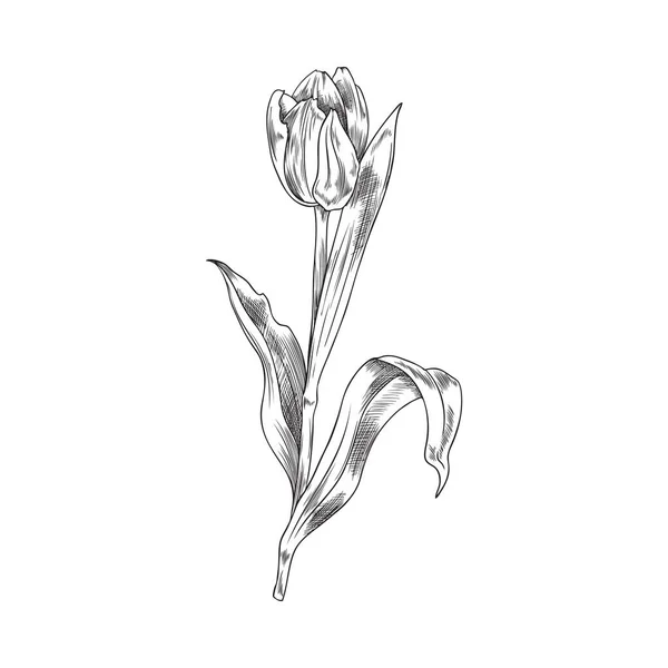 Desenho Tulipa Desenhada Mão Ilustração Vetorial Isolada Sobre Fundo Branco — Vetor de Stock