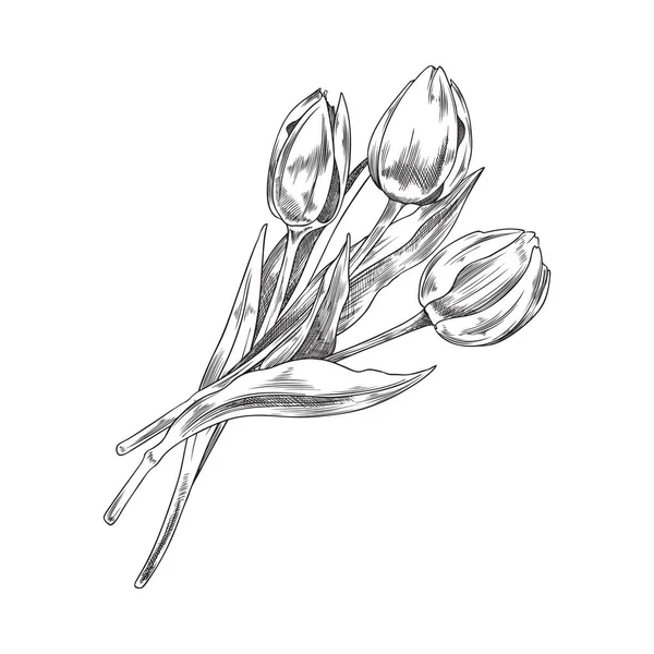Tulipanes Ramo Flores Dibujadas Mano Ilustración Vectorial Boceto Aislado Sobre — Vector de stock
