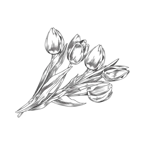 Ramo Monocromo Dibujado Mano Tulipanes Estilo Boceto Ilustración Vectorial Aislada — Vector de stock