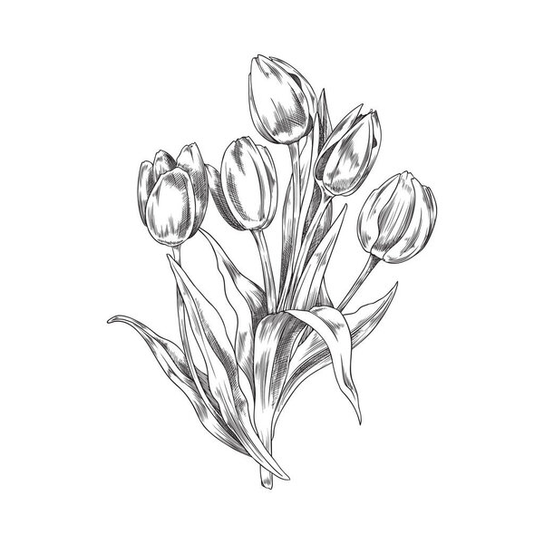 Ручной рисованный монохромный букет эскиза тюльпанов, векторная иллюстрация изолирована на белом фоне. Черный контур цветов, гравировка, элемент дизайна