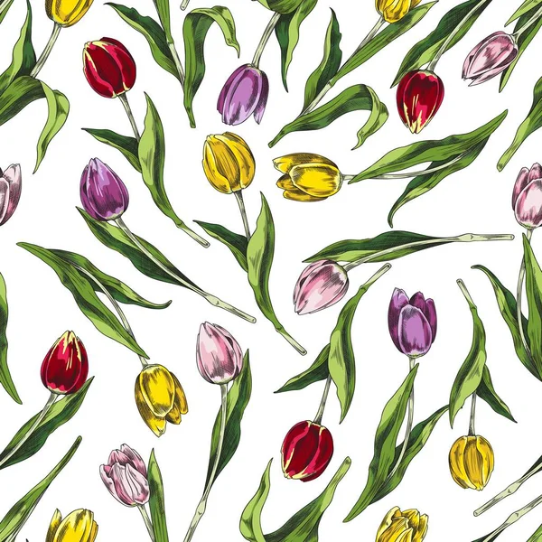 无缝图案手绘色彩艳丽的郁金香素描风格 白色背景的矢量图解 新鲜的轮廓花朵 植物学的图解 背景设计 — 图库矢量图片
