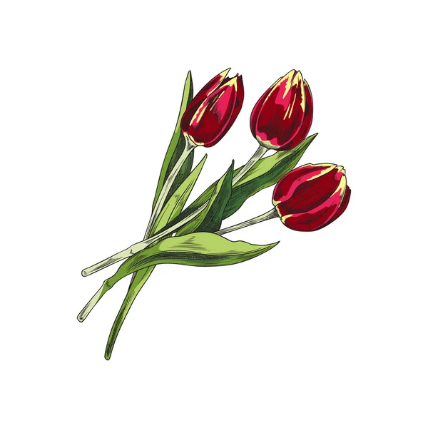 Букет Тюльпанов Ручной Работы Цвете Векторная Иллюстрация Белом Фоне Весенние — стоковый вектор