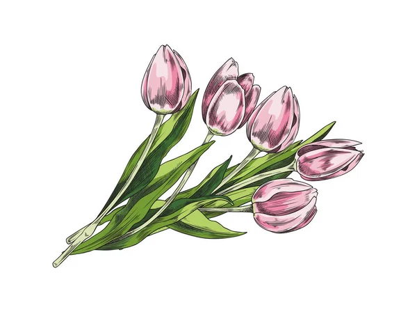 Tulpenrosa Blumenstrauß Handgezeichnete Skizzenvektorillustration Isoliert Auf Weißem Hintergrund Dekoratives Tulpenelement — Stockvektor