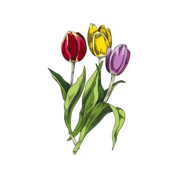 Весенний Букет Красочных Тюльпанов Нарисованных Вручную Векторных Иллюстраций Стиле Эскиза — стоковый вектор