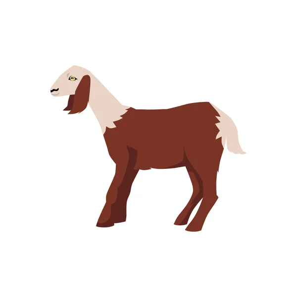 Anglo Nubian Nubian Goat Flat Cartoon Vector Illustration Isolated White —  Vetores de Stock