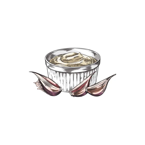 将蛋黄酱或酸奶油放在有大蒜的陶瓷碗中 食品调料或色拉调料 彩色蚀刻矢量图解 白色背景分离 — 图库矢量图片