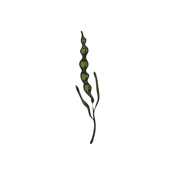 手工绘制的油菜花或芥末植物绿叶 素描矢量分离在白色背景上 具有雕刻纹理的植物和植物学要素 耕作和野生自然概念 — 图库矢量图片
