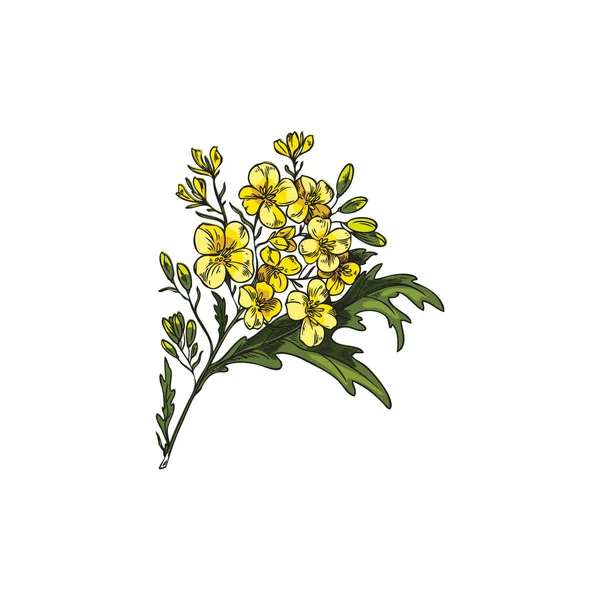 Bloeiende Mosterd Canola Bloemen Schets Vector Illustratie Geïsoleerd Witte Achtergrond — Stockvector