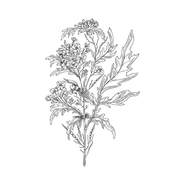 Ручной Рисунок Стиле Монохромного Горчичного Растения Векторная Иллюстрация Белом Фоне — стоковый вектор