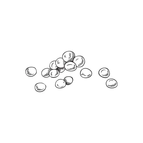 Hand Drawn Mustard Seeds Sketch Style Vector Illustration Isolated White — Stock vektor