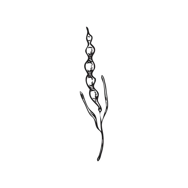 带有种子的芥菜花荚 手工绘制在白色背景上孤立的雕刻矢量图解 芥菜元素单色素描风格图像 — 图库矢量图片