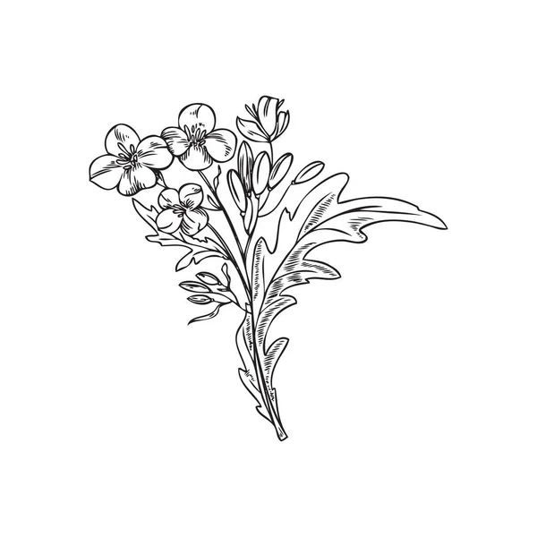 Ручной Рисунок Горчичного Растения Векторная Иллюстрация Белом Фоне Черные Очертания — стоковый вектор