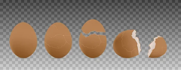 Cracked Farm Chicken Egg Realistic Vector Illustration Hatching Chick Stages — Stok Vektör