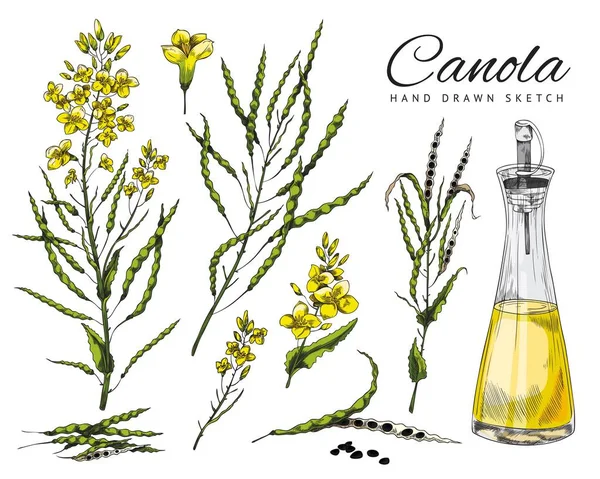 Flowering Canola Canola Seed Pod Canola Flowers Branch Canola Oil — Vetor de Stock