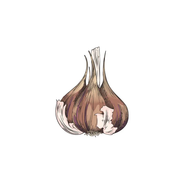 Hand Drawn Colorful Peeled Garlic Sketch Style Vector Illustration Isolated — Διανυσματικό Αρχείο
