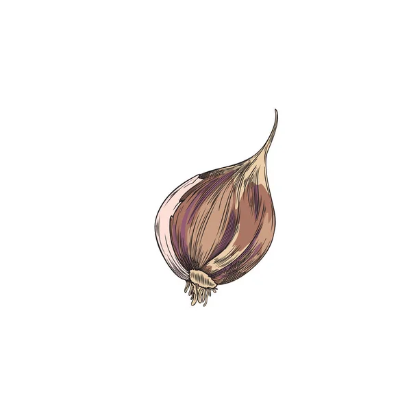 Garlic Single Clove Hand Drawn Sketch Style Vector Illustration Isolated — Image vectorielle