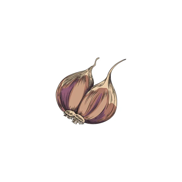 Hand Drawn Colored Garlics Roots Sketch Style Vector Illustration Isolated — Image vectorielle