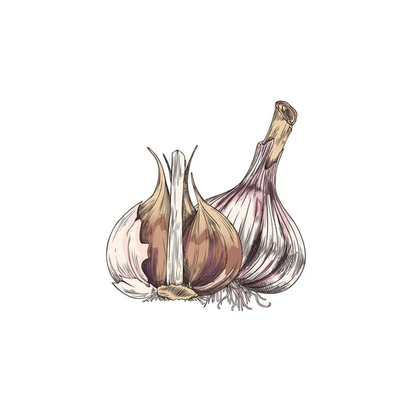 Hand Drawn Colored Clove Garlics Sketch Style Vector Illustration Isolated — Διανυσματικό Αρχείο
