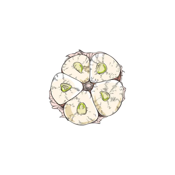 Garlic Cut Bulb Hand Drawn Sketch Vector Illustration Isolated White — Vector de stock