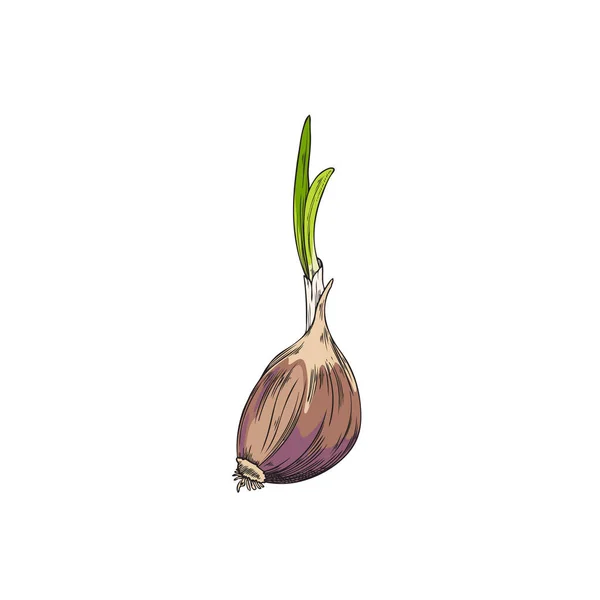 Hand Drawn Colorful Sprouted Garlic Sketch Style Vector Illustration Isolated — Image vectorielle