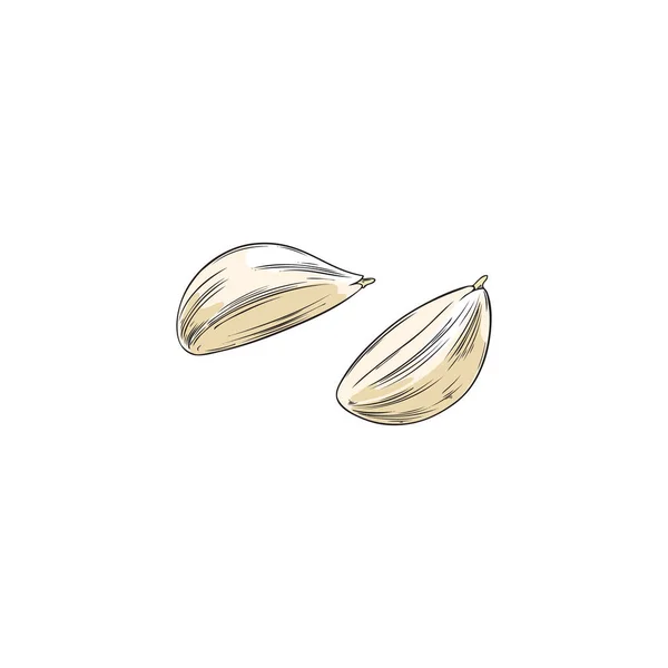 Hand Drawn Peeled Garlic Cloves Sketch Vector Illustration Isolated White — Wektor stockowy