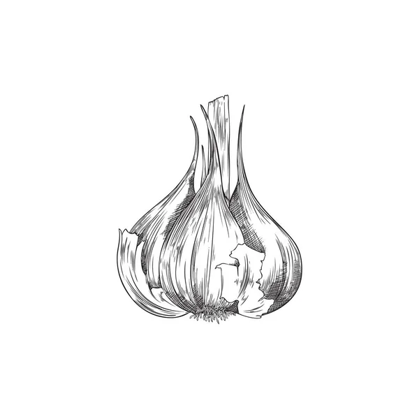Hand Drawn Whole Garlic Peel Sketch Vector Illustration Isolated White — Archivo Imágenes Vectoriales