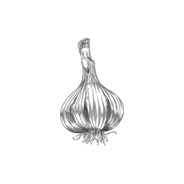 Hand Drawn Monochrome Garlic Roots Sketch Style Vector Illustration Isolated —  Vetores de Stock