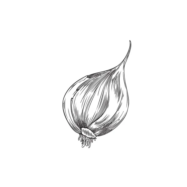 Hand Drawn Monochrome Garlic Sketch Style Vector Illustration Isolated White — стоковый вектор