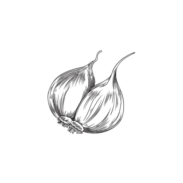 Garlic Cloves Hand Drawn Monochrome Hand Drawing Food Seasoning Packs — Vector de stock