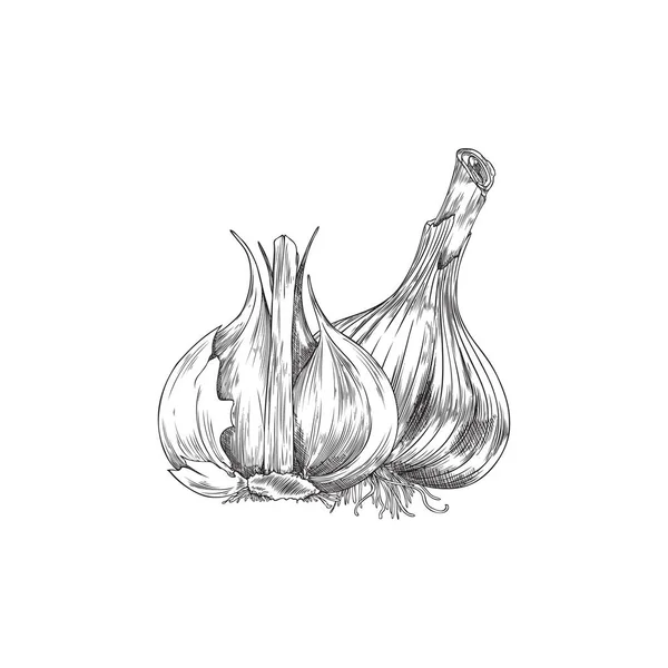 Monochrome Garlic Peel Hand Drawn Sketch Vector Illustration Isolated White — Διανυσματικό Αρχείο