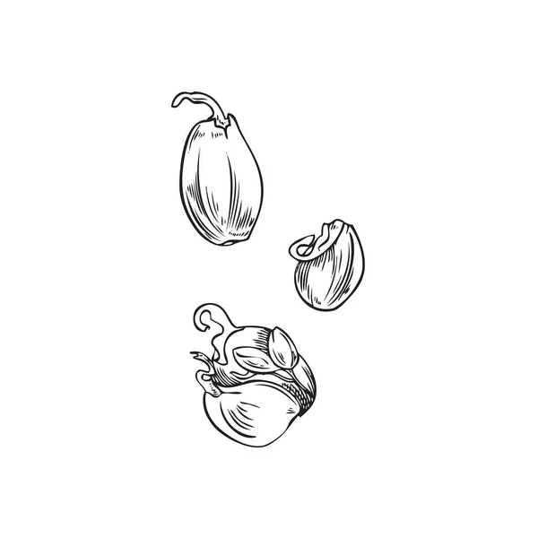 Hand Drawn Monochrome Garlic Sprouts Sketch Style Vector Illustration Isolated — стоковый вектор