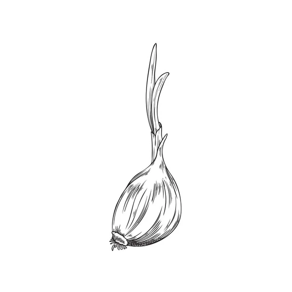 Hand Drawn Garlic Clove Sprout Sketch Vector Illustration Isolated White —  Vetores de Stock